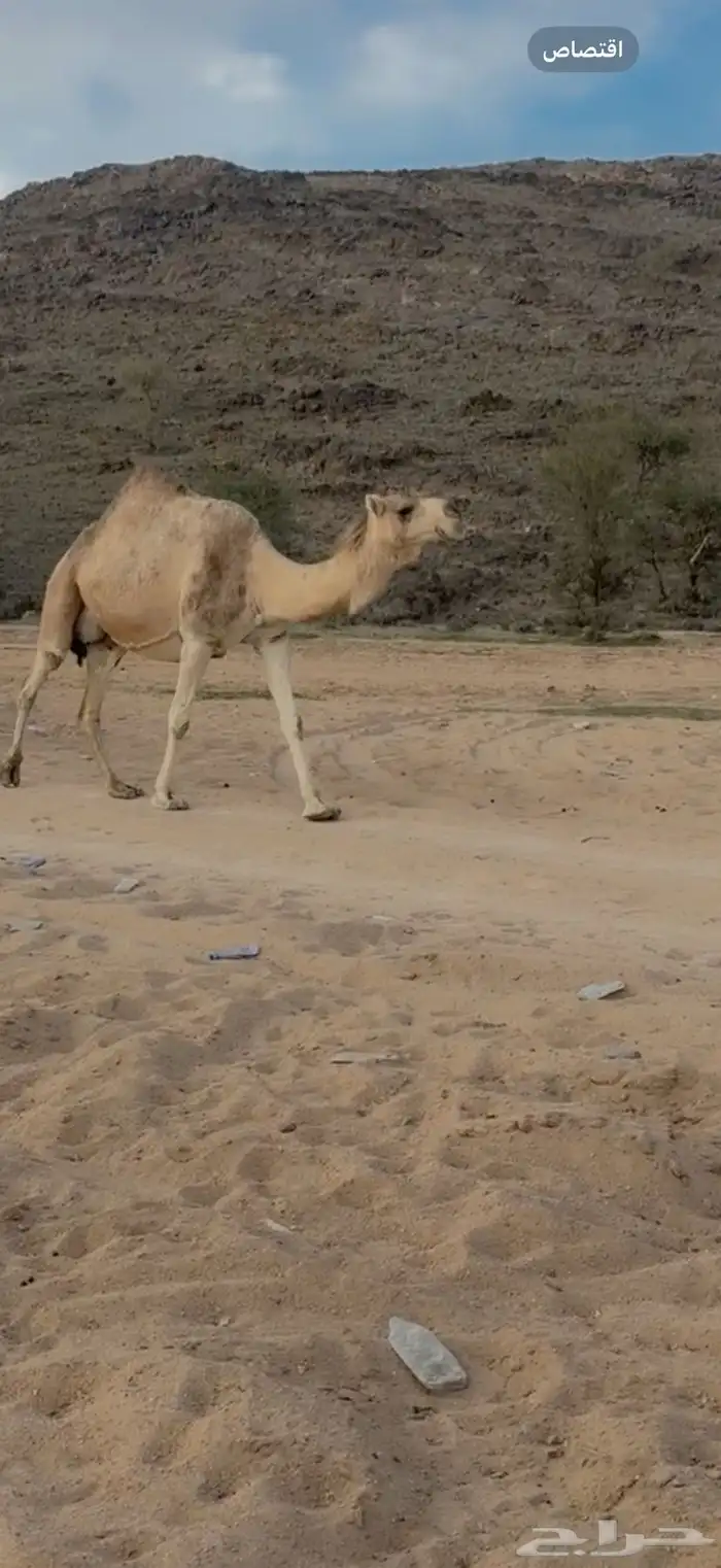 للبيع 10من الابل 0