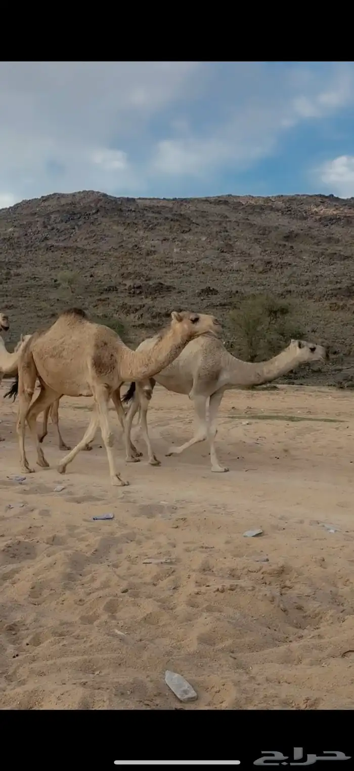 للبيع 10من الابل 2
