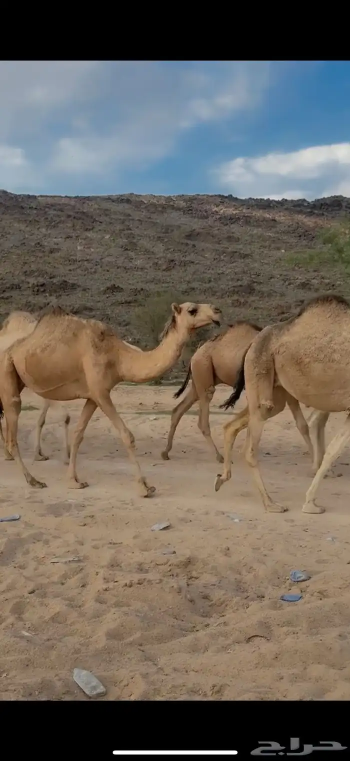 للبيع 10من الابل 4