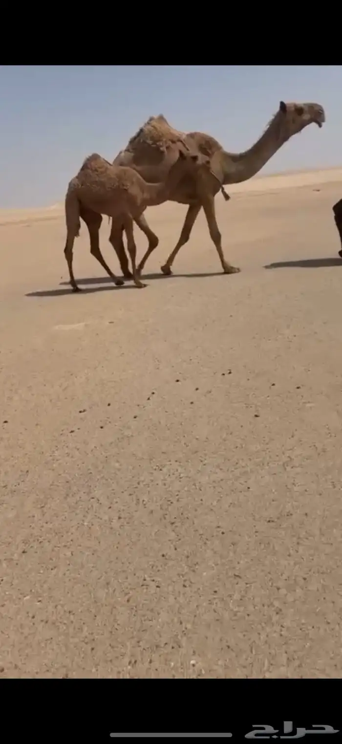 عشرا شعلا تحتها بكره شعلا كلو 0