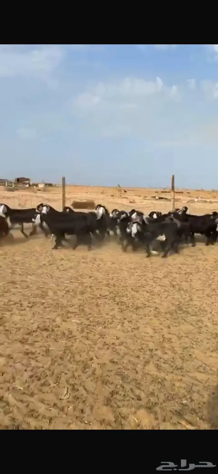 معزا عوارض مراح واحد فحلها صنف 0