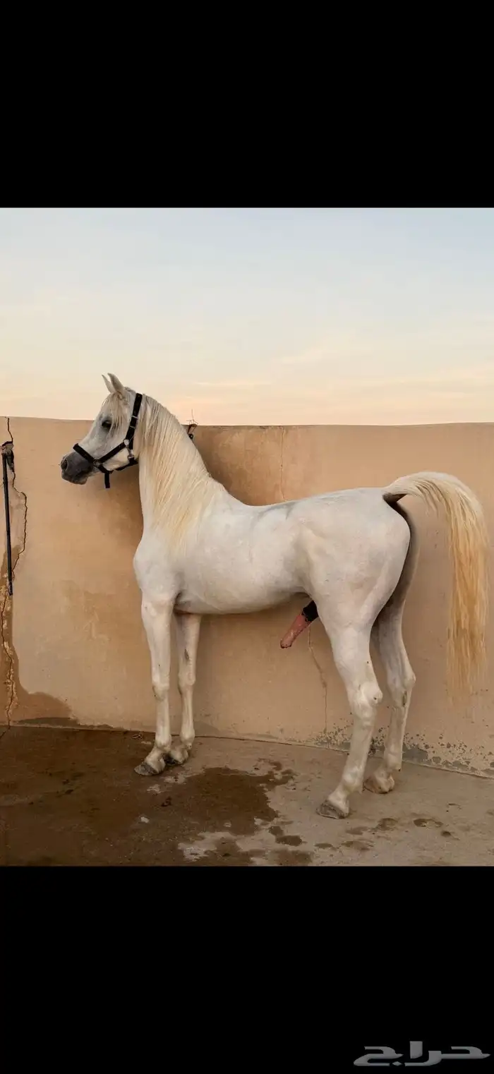 حصان واهو 0
