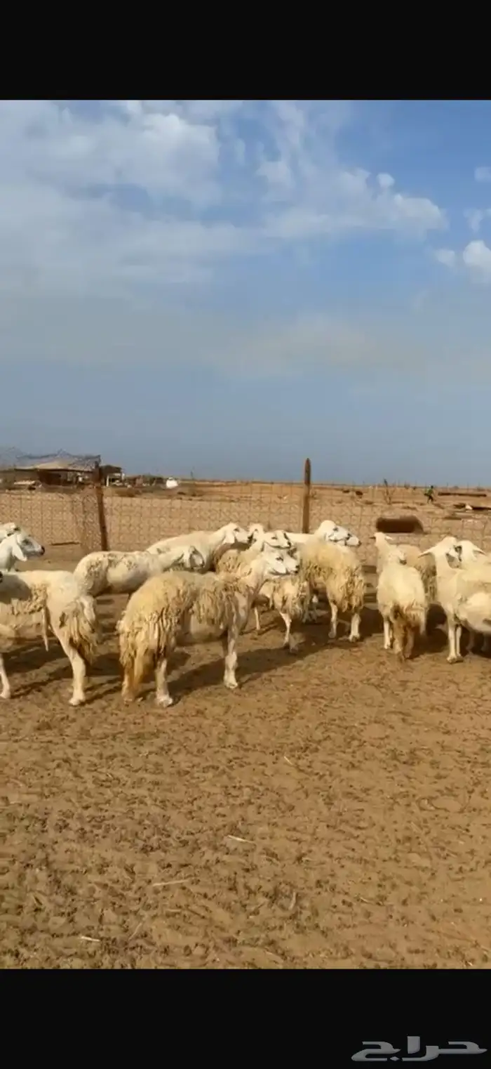 ضان حريه مراح واحد 5