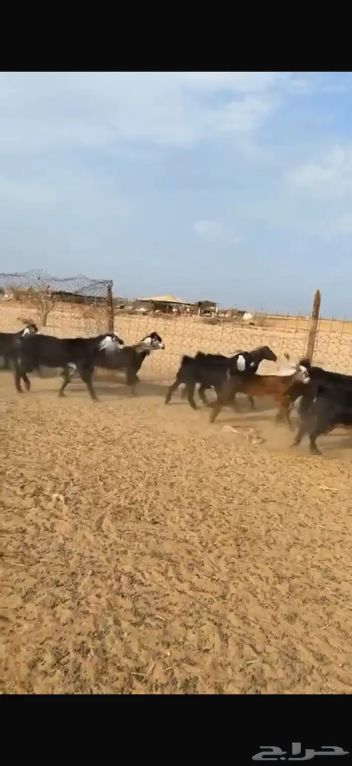 معزا عوارض مراح واحد فحلها صنف 3