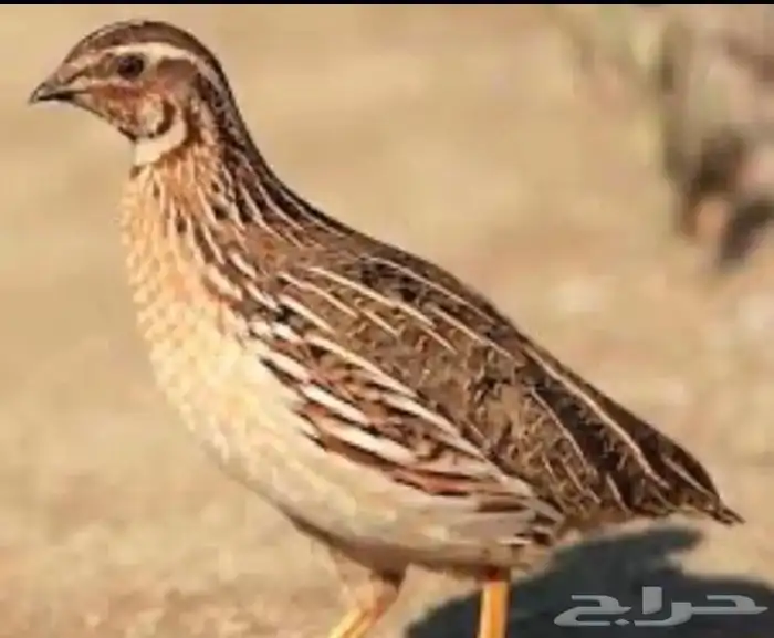 سمان مريعي بري حي 0
