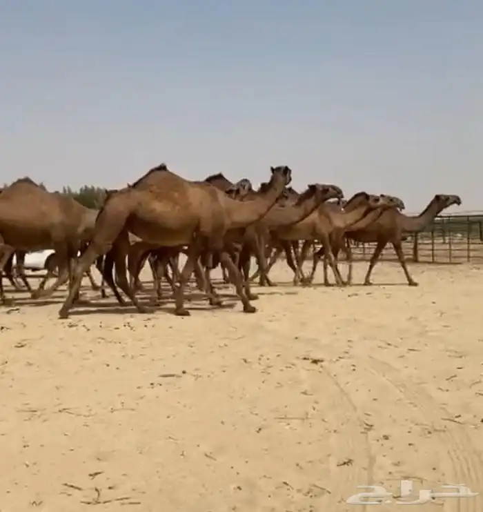ذود ابل صفر كفو وطيبه واشباب 6