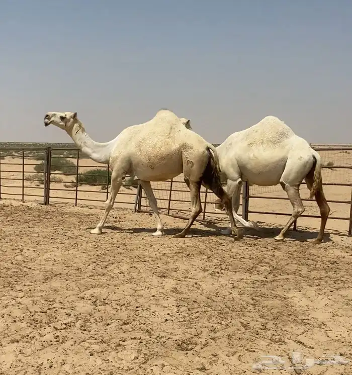 اللقحات وضح ككفو وطيبه واشباب للبيع 1