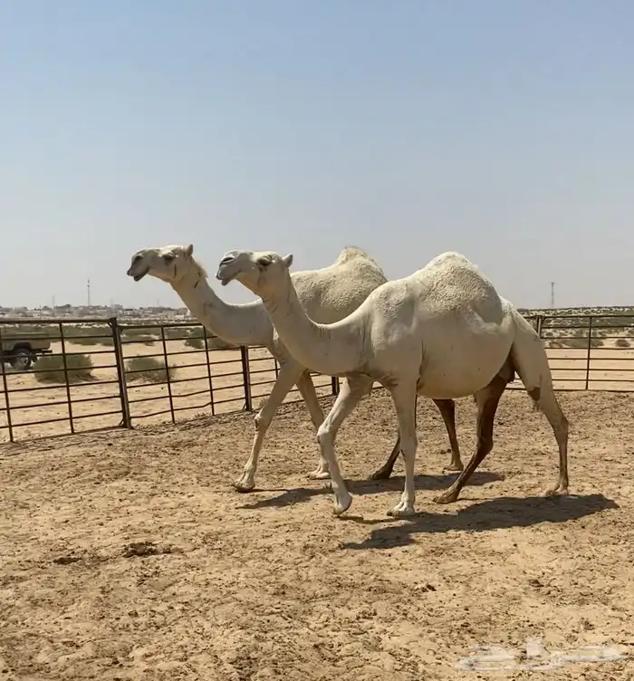 اللقحات وضح ككفو وطيبه واشباب للبيع 6