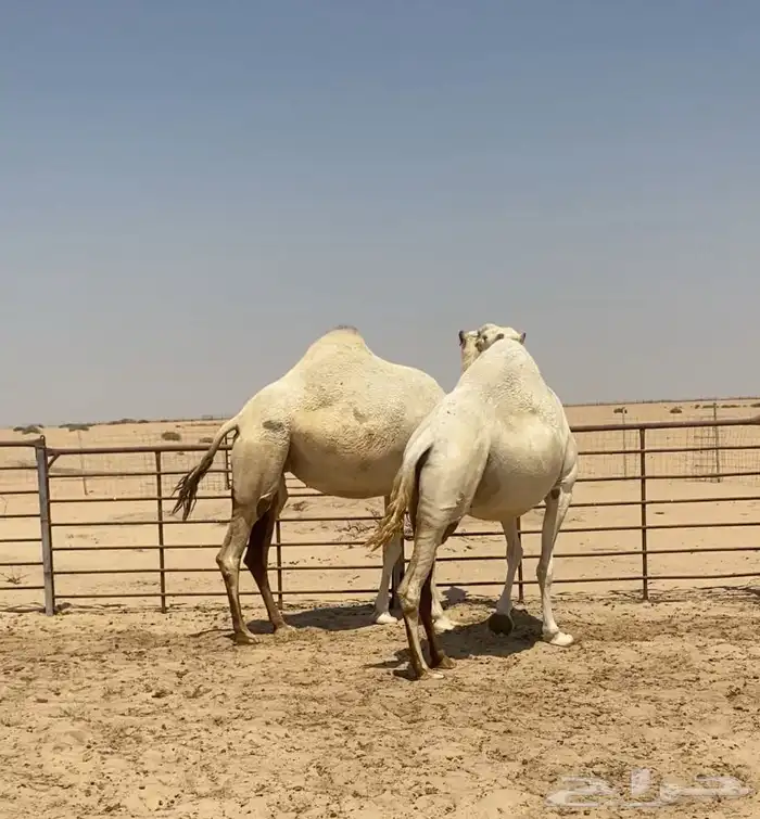 اللقحات وضح ككفو وطيبه واشباب للبيع 3