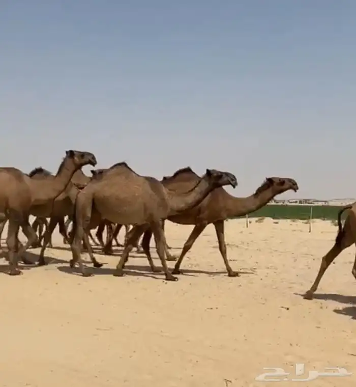 ذود ابل صفر كفو وطيبه واشباب 1