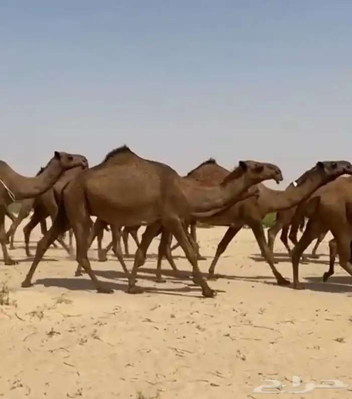 ذود ابل صفر كفو وطيبه واشباب 3