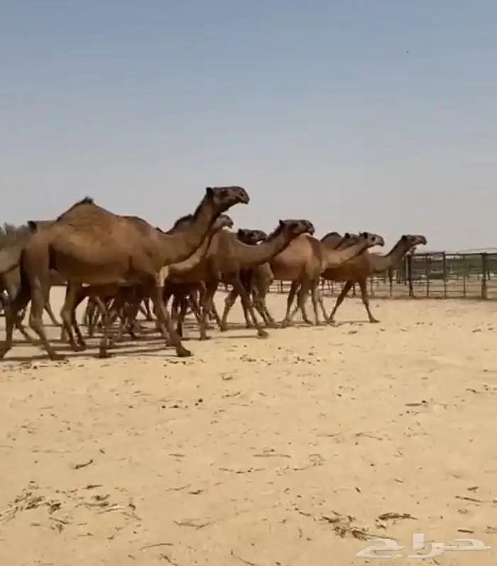 ذود ابل صفر كفو وطيبه واشباب 10