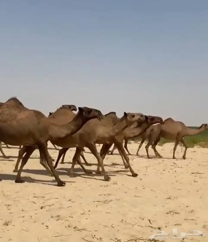 ذود ابل صفر كفو وطيبه واشباب 7