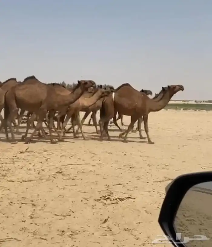 ذود ابل صفر كفو وطيبه واشباب 2