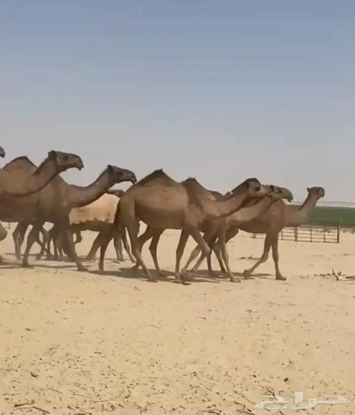 ذود ابل صفر كفو وطيبه واشباب 9