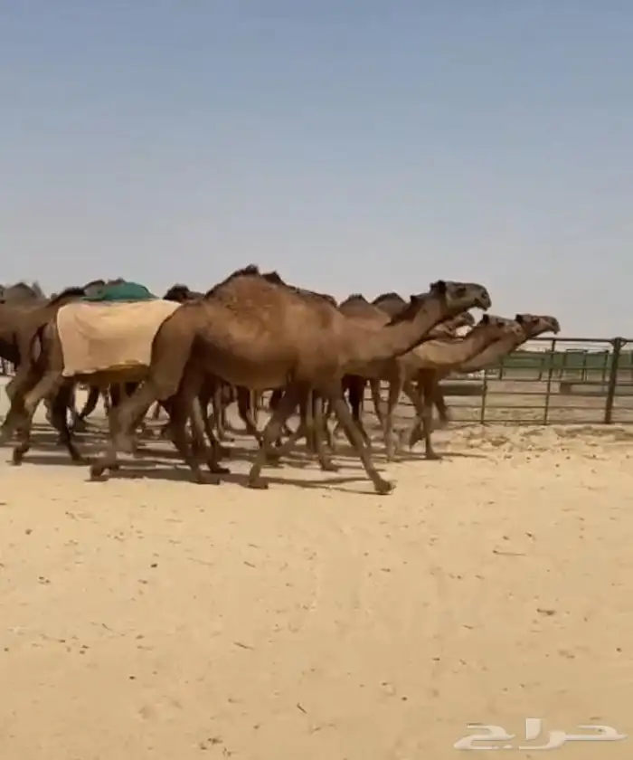 ذود ابل صفر كفو وطيبه واشباب 4