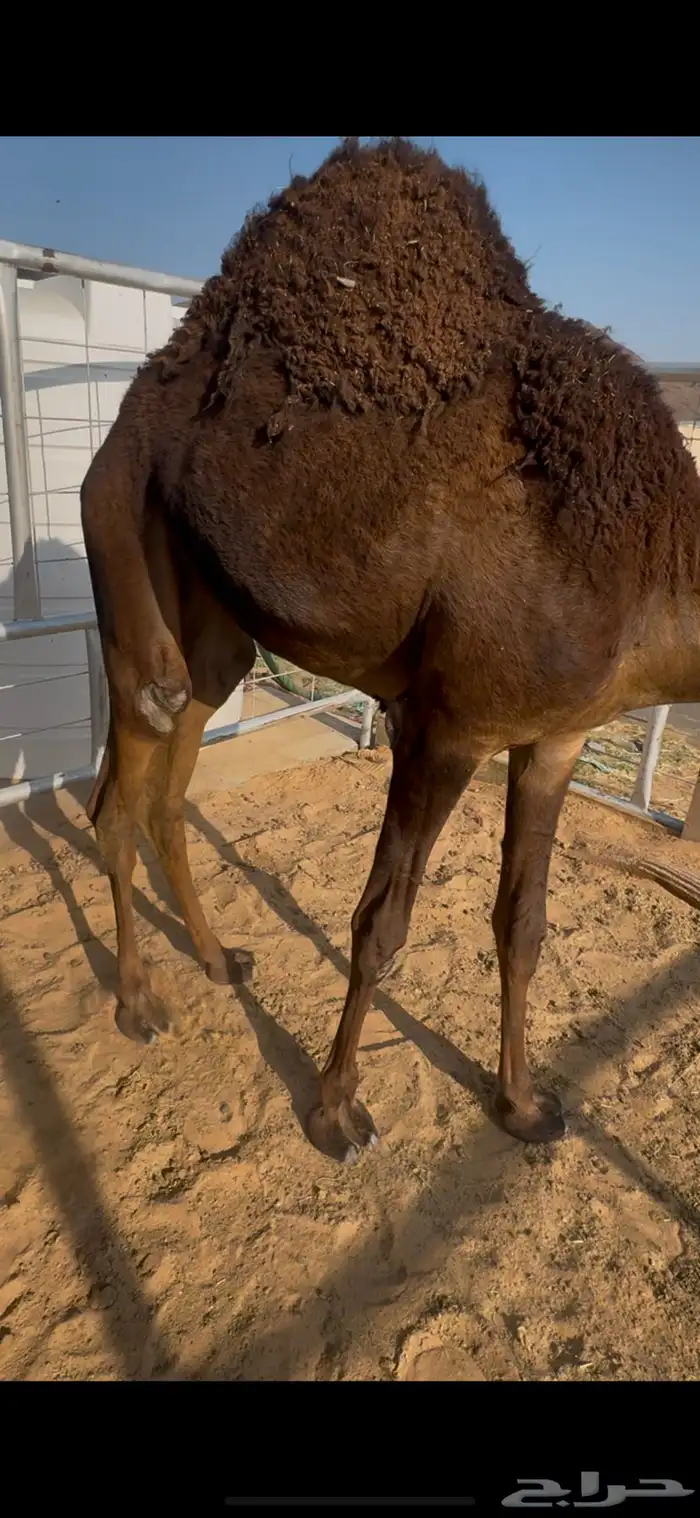 بكره من تحت امه للبيع شي كفو 1