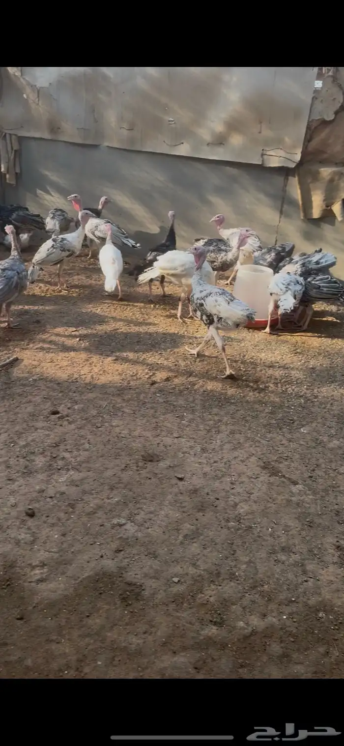 طيور 1