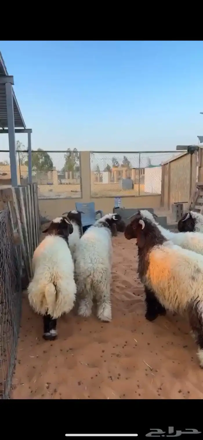 خرفان عدد 6 شيء فااخررر شعره وطرف وظهر كلش خروف وتمايم 1