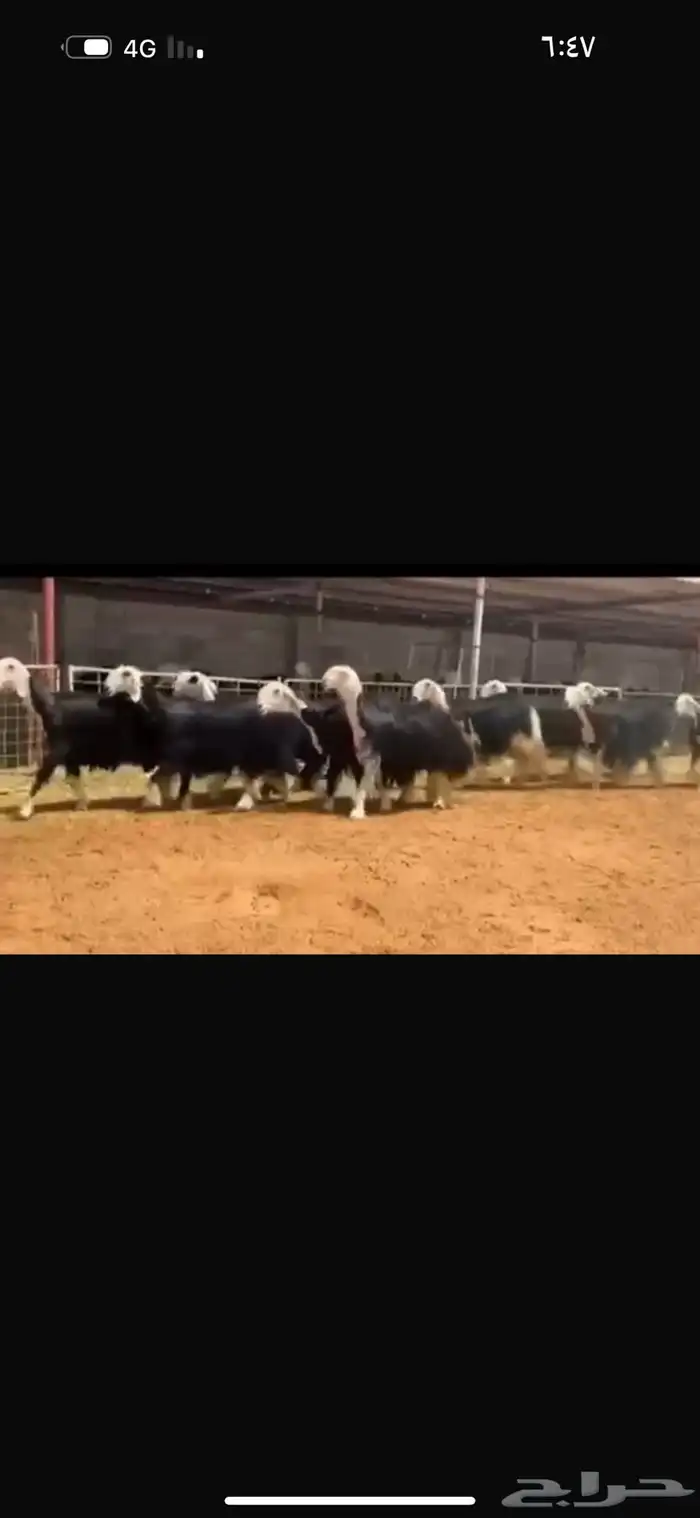 عرض ثنوات وربعيات 3