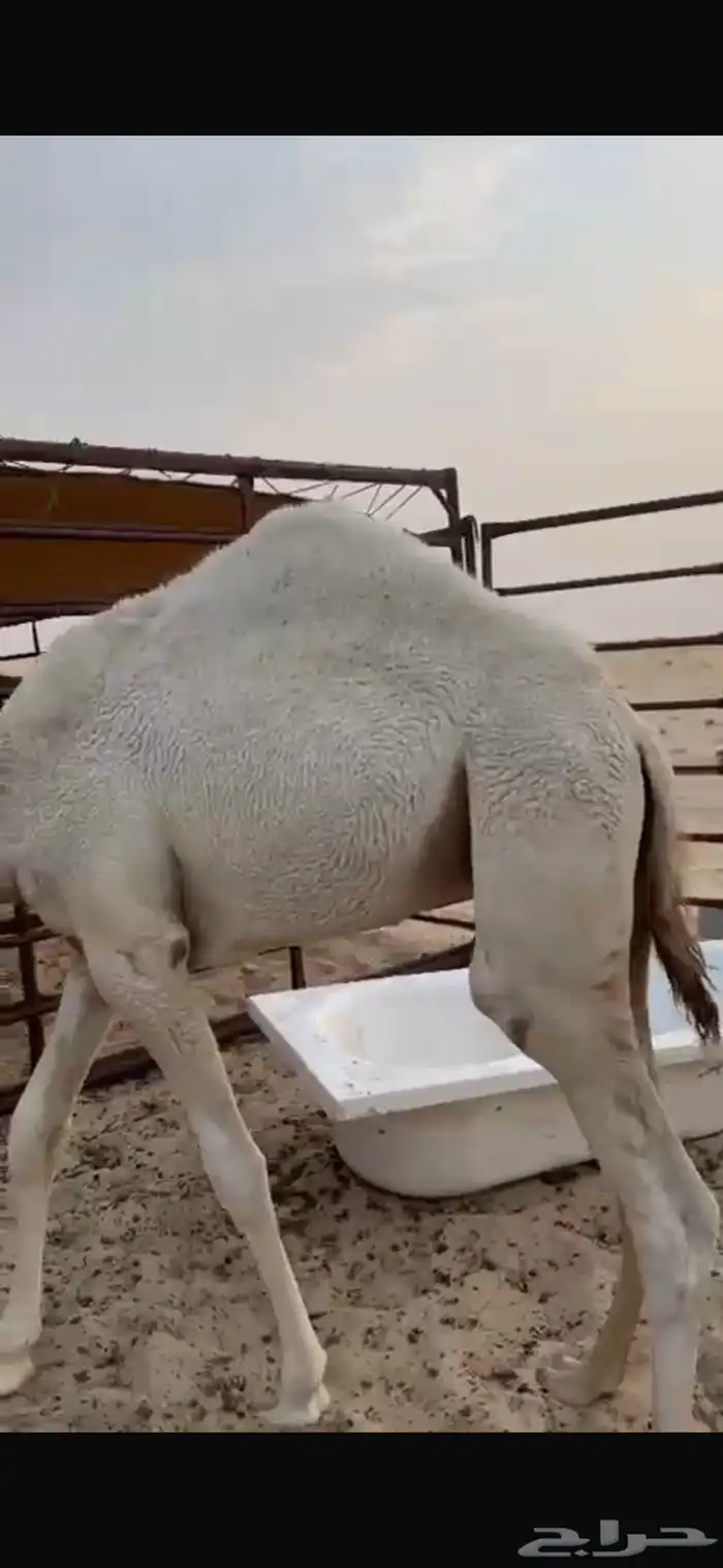 قعود طيب 1