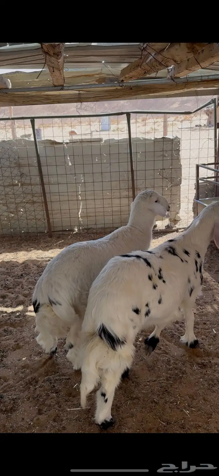 خرفان حريات من عيال الغنم حقتي طيبات 1