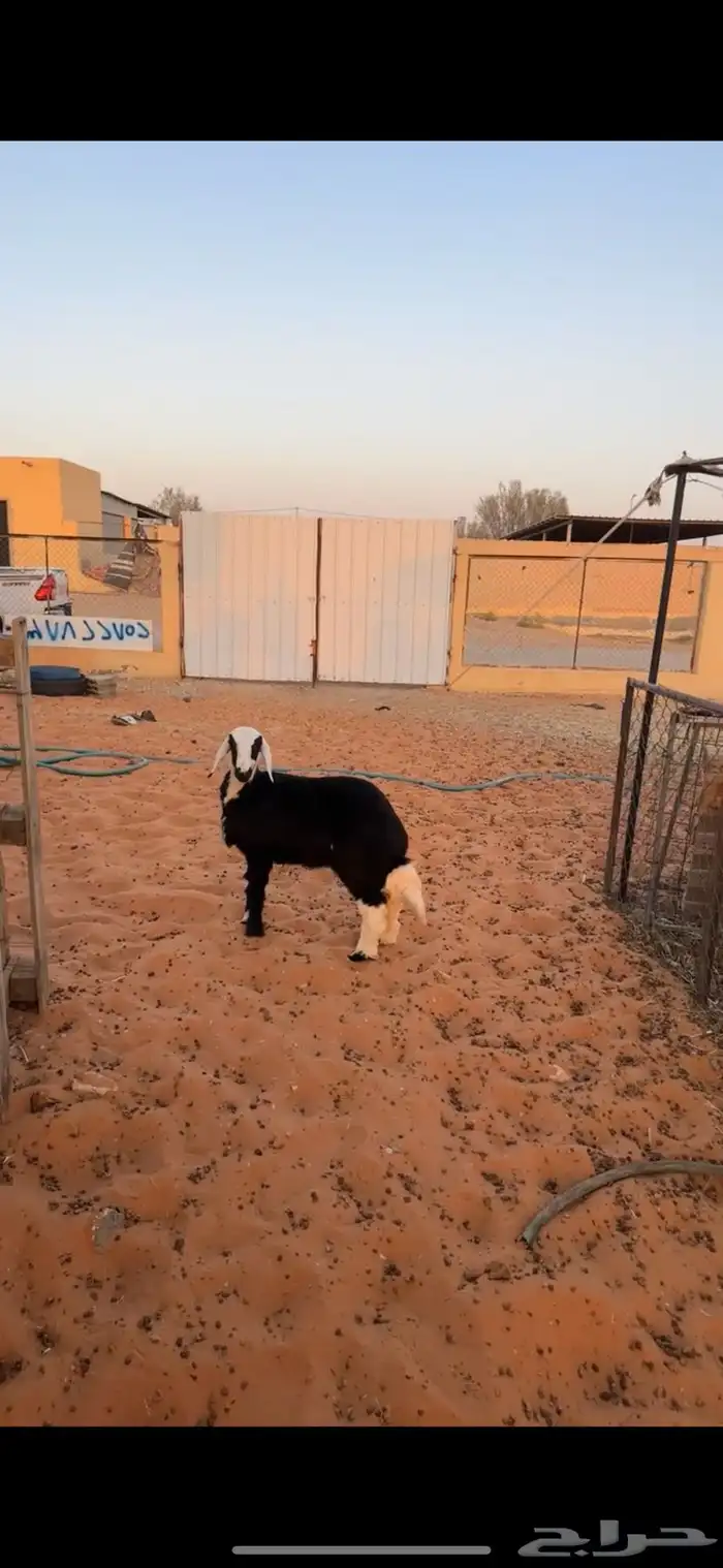 رخل نجديه 1