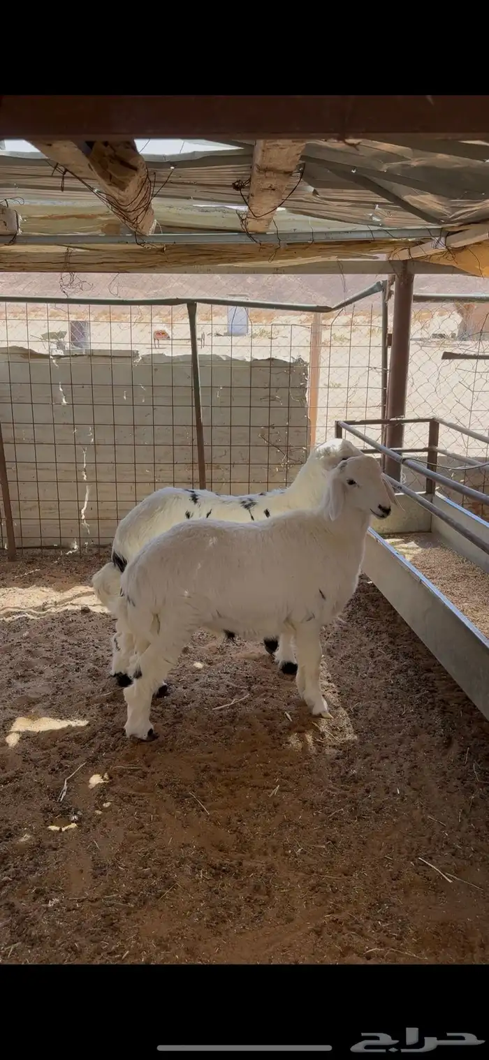 خرفان حريات فاخره من عيال الغنم حقتي 0