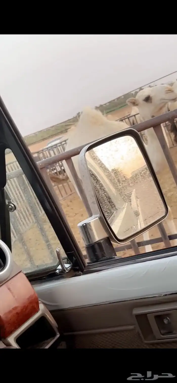 للبيع البكره المفرودة 0