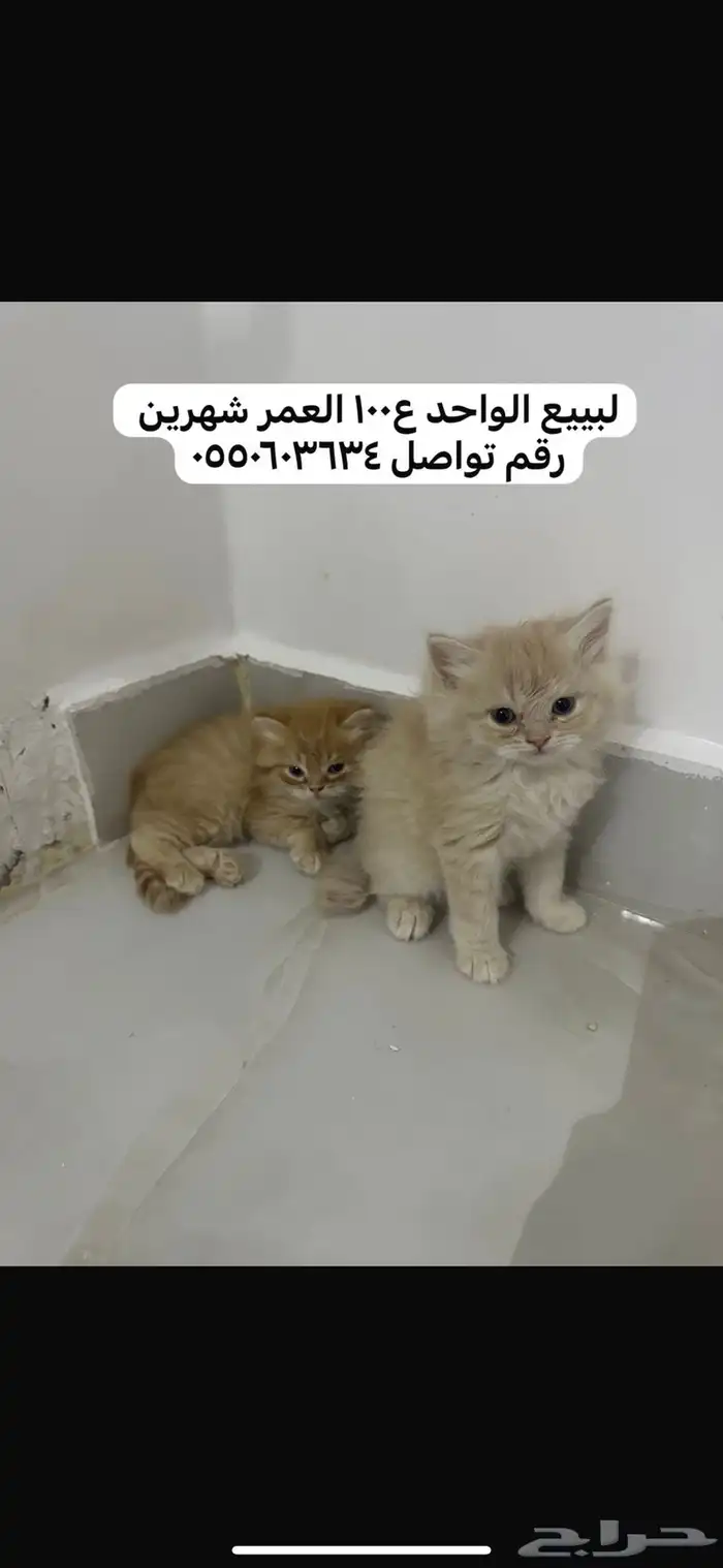 قطط لبيع طريف 0