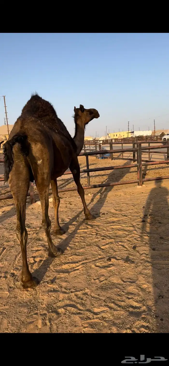 لقحه مجهم ثنو طيبه 5