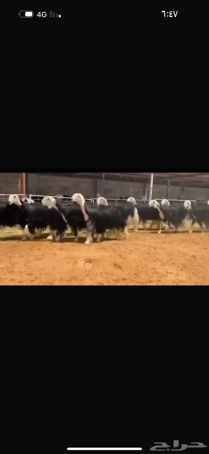 عرض ثنوات وربعيات 2