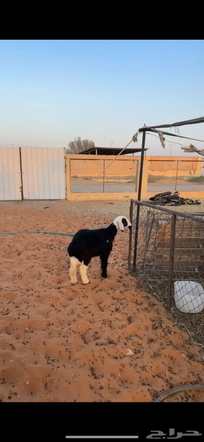 رخل نجديه 2