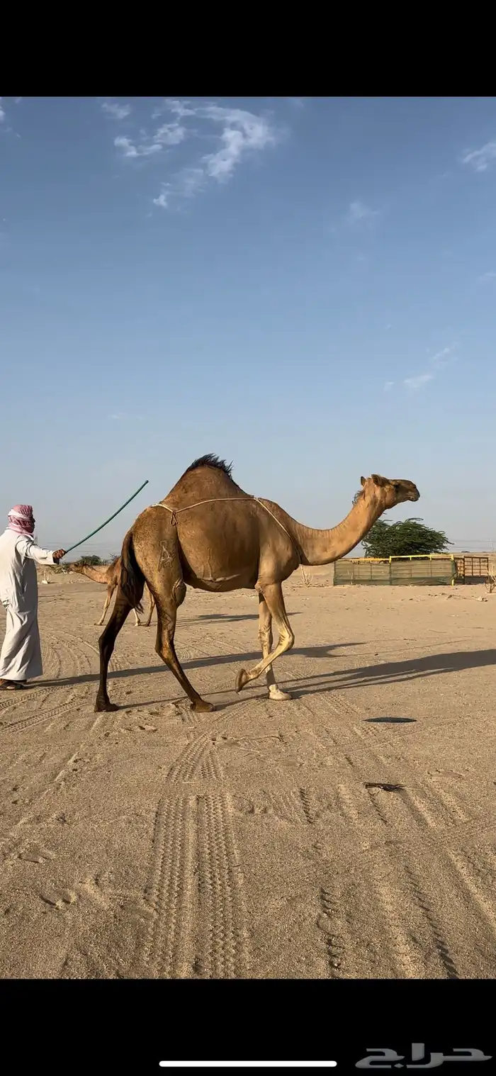 خلفه ساحليه منيحه رقم واحد فل حليب(تم البيع) 8