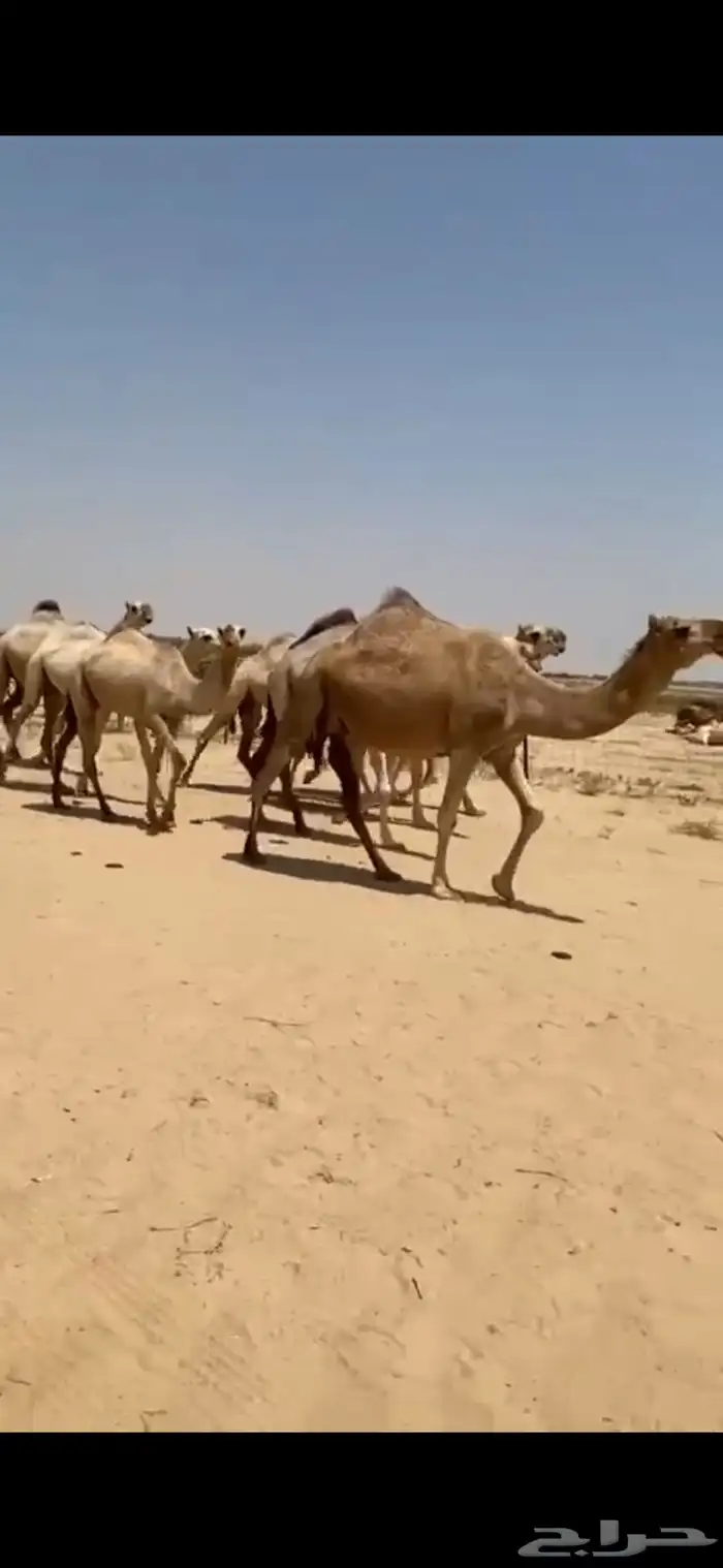 ابل شقح العدد 9 كفو وطيبه واشباب تلاد مراح واحد 2