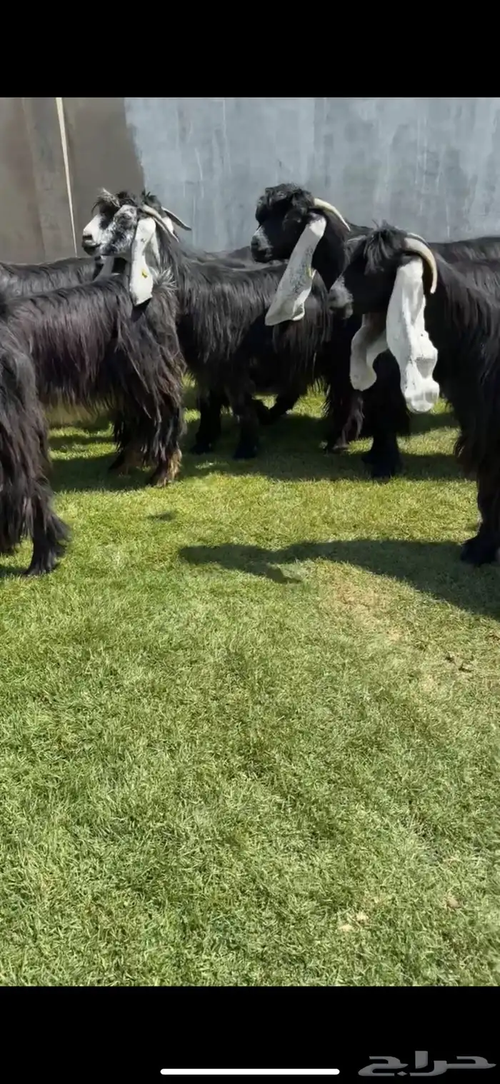 للبيع معزاء عوارض خصم 1