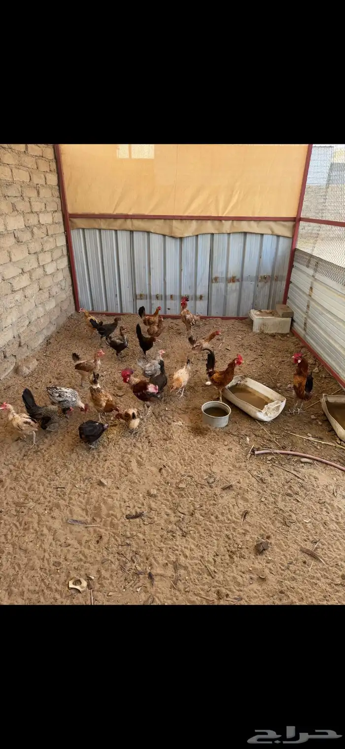 دجاج بلدي 0