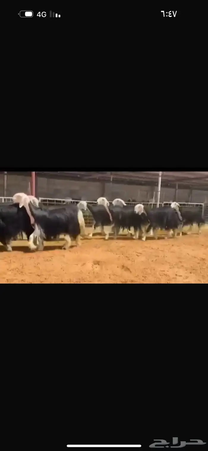 عرض ثنوات وربعيات 0