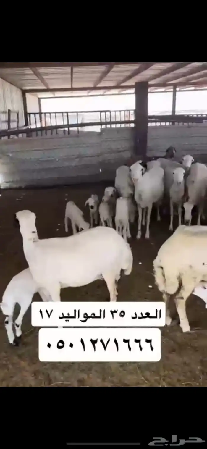ضان للبيع 0
