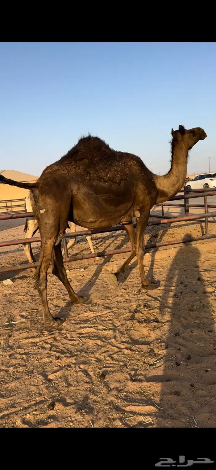 لقحه مجهم ثنو طيبه 6