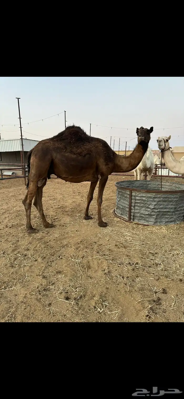 لقحه مجهم ثنو طيبه 1