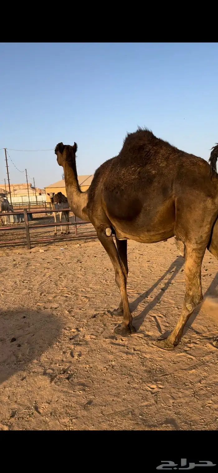 لقحه مجهم ثنو طيبه 7