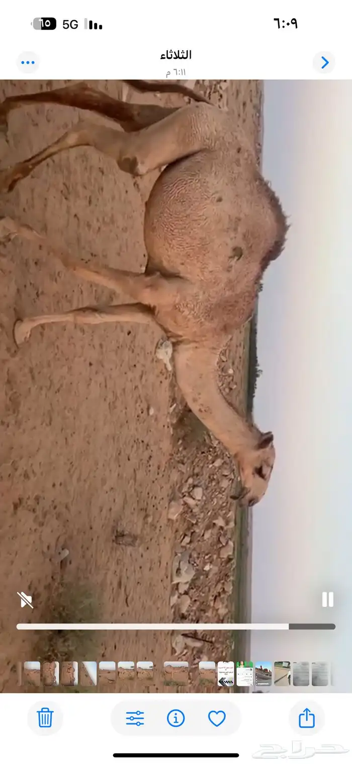 بيع بكره 3