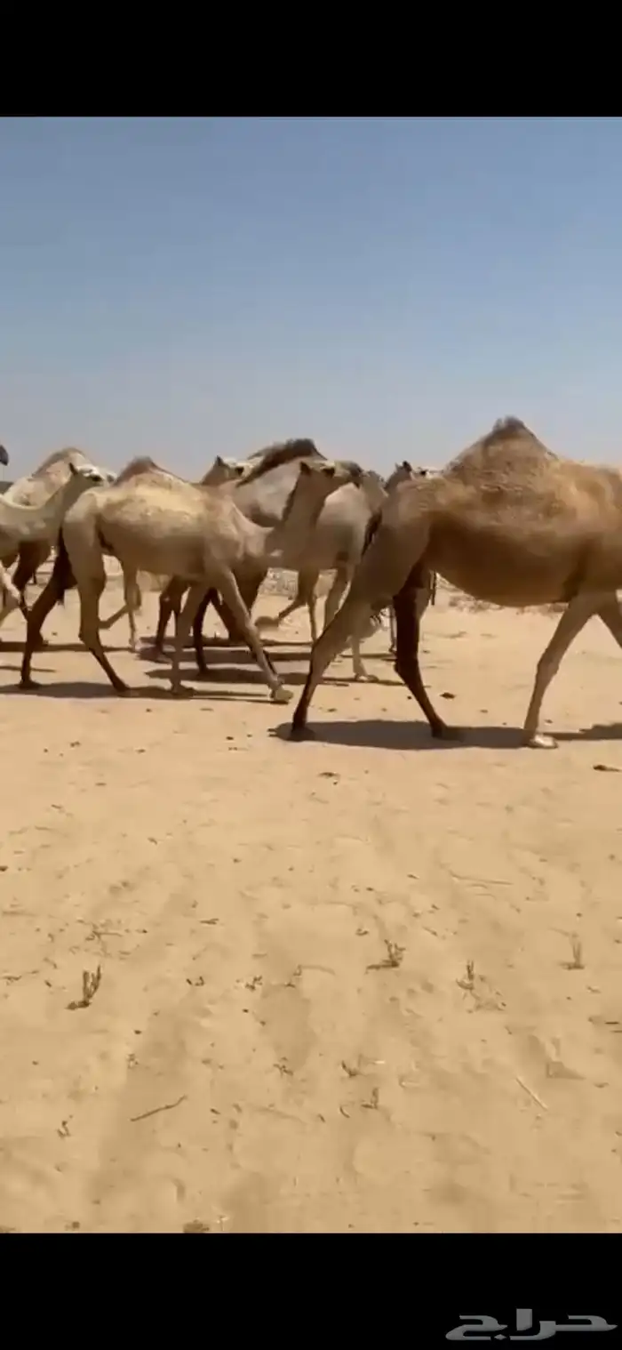 ابل شقح العدد 9 كفو وطيبه واشباب تلاد مراح واحد 3