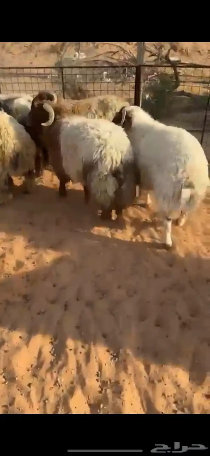 للبيع خرفان نعيم ونجد فاخررر 4