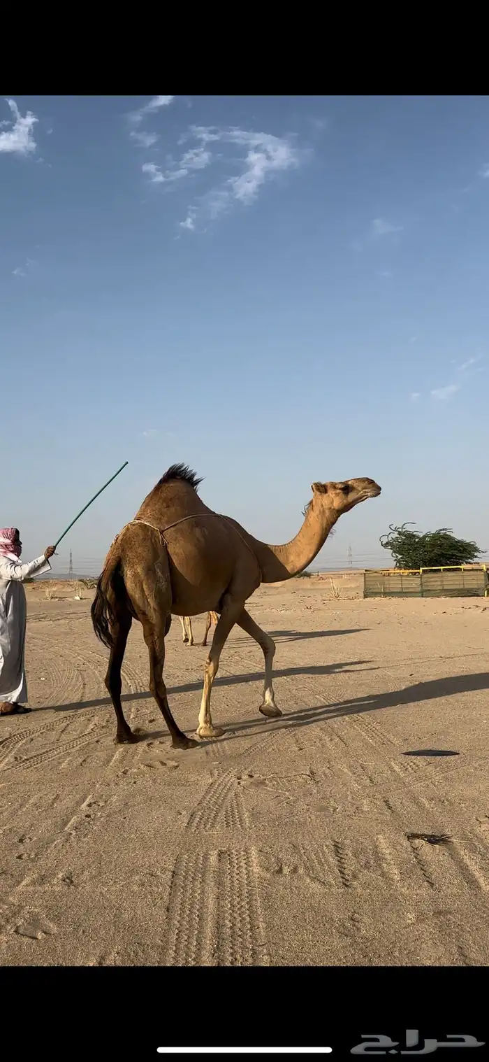 خلفه ساحليه منيحه رقم واحد فل حليب(تم البيع) 9