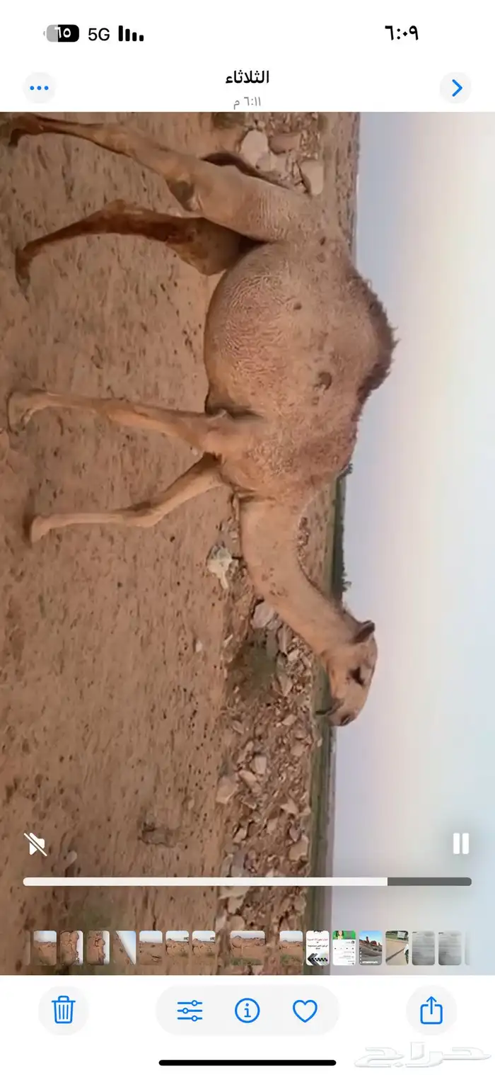 بيع بكره 1