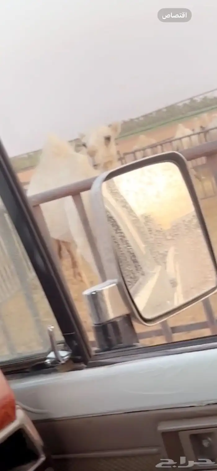 للبيع البكره المفرودة 1