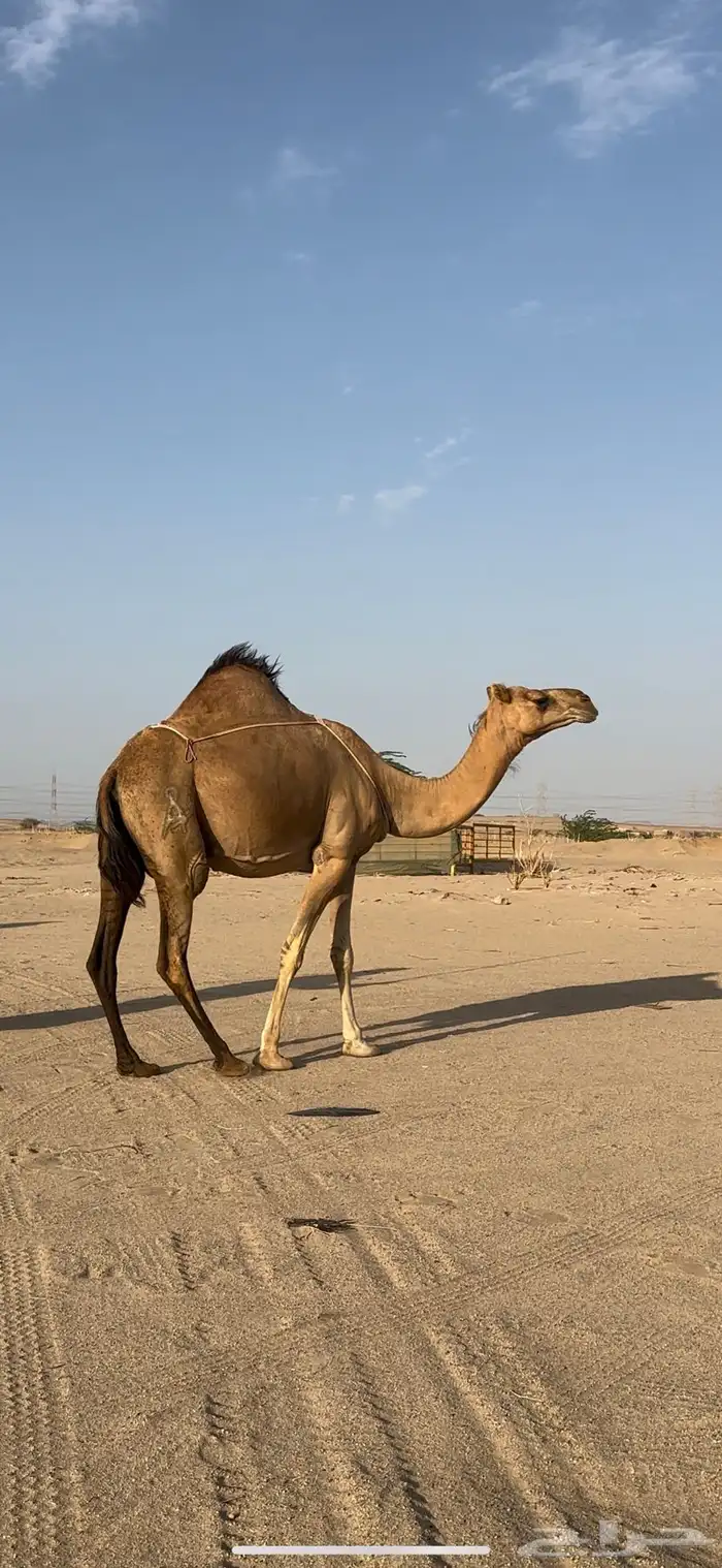 خلفه ساحليه منيحه رقم واحد فل حليب(تم البيع) 6