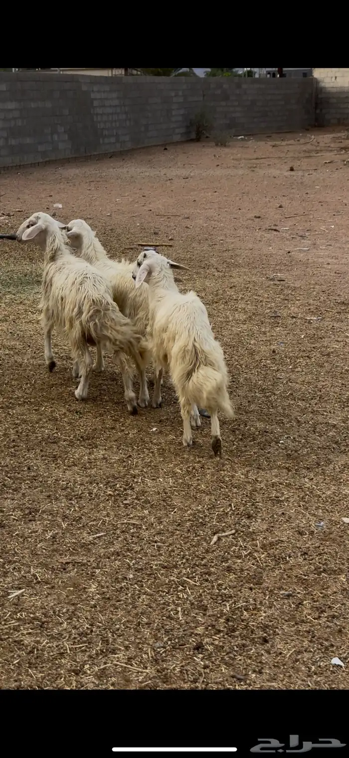 خرفان 2